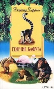 Гончие Бафута - Даррелл Джеральд (читаемые книги читать онлайн бесплатно .txt) 📗